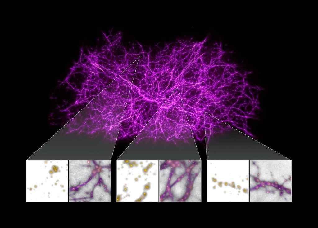 
			Slime Mold Simulations Used to Map Dark Matter Holding Universe Together - NASA Science			