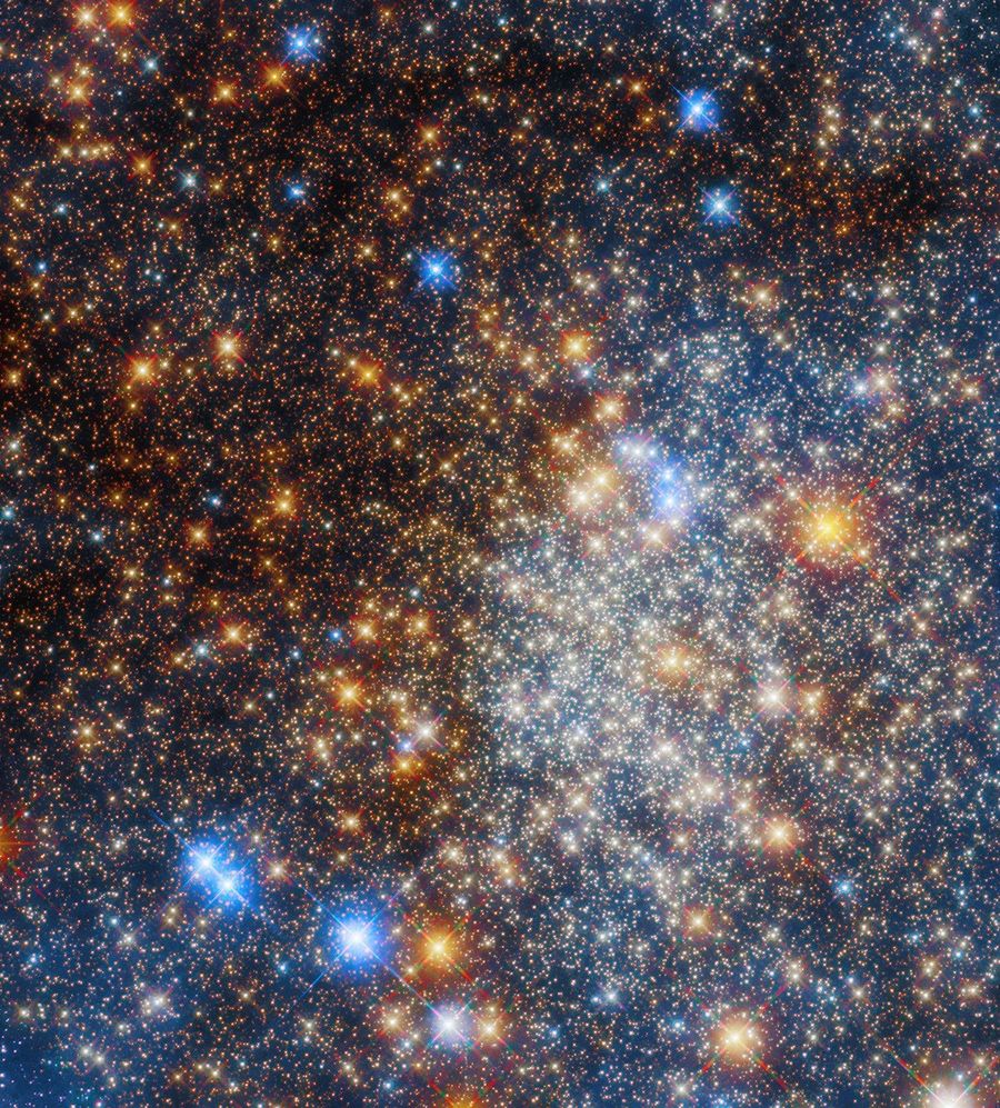 This image shows a compact beehive-like structure of hundreds of thousands of stars crowded together. Because of scattering by interstellar dust, the stars on the left side of the image appear redder. The stars toward the right side of the image are bluish-white. The image is sprinkled with bright blue foreground stars. There is also a smattering of bright red giant stars across the image.
