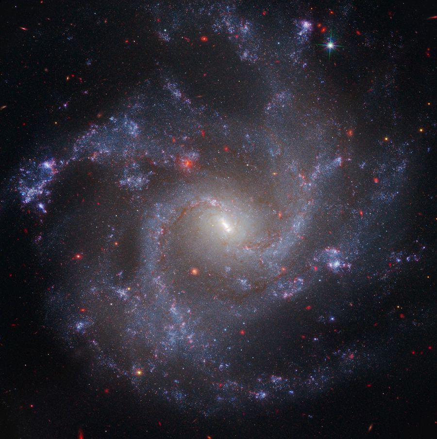 A face-on spiral galaxy with four spiral arms that curve outward in a counterclockwise direction. The spiral arms are filled with young, blue stars and peppered with purplish star-forming regions that appear as small blobs. The middle of the galaxy is much brighter and more yellowish, and has a distinct narrow linear bar angled from 11 o’clock to 5 o’clock. Dozens of red background galaxies are scattered across the image. The background of space is black.
