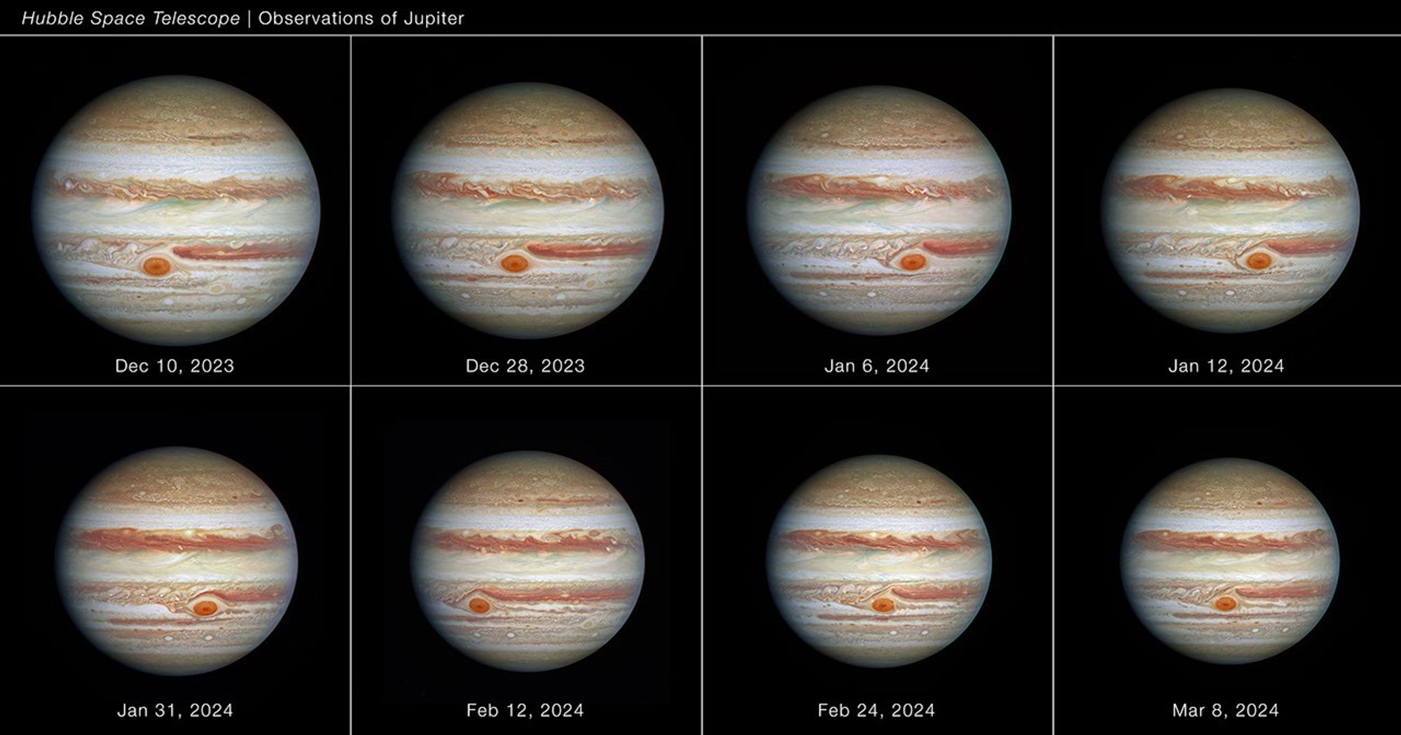 Eight images of the giant planet Jupiter spanning approximately 90 days between December 2023 and March 2024. The planet appears striped, with brown and white horizontal bands of clouds. These stripes are called belts (sinking air) and bands (rising air). The polar regions appear more mottled. Astronomers measured the Great Red Spot (GRS) – a cherry red anticyclonic storm that appears at different longitudes in the southern hemisphere between exposures (because of Jupiter's rotation). Hubble was used to measure the size, shape, brightness, and twisting of the GRS. The observation is part of the observing programs led by Amy Simon of NASA's Goddard Space Flight Center.