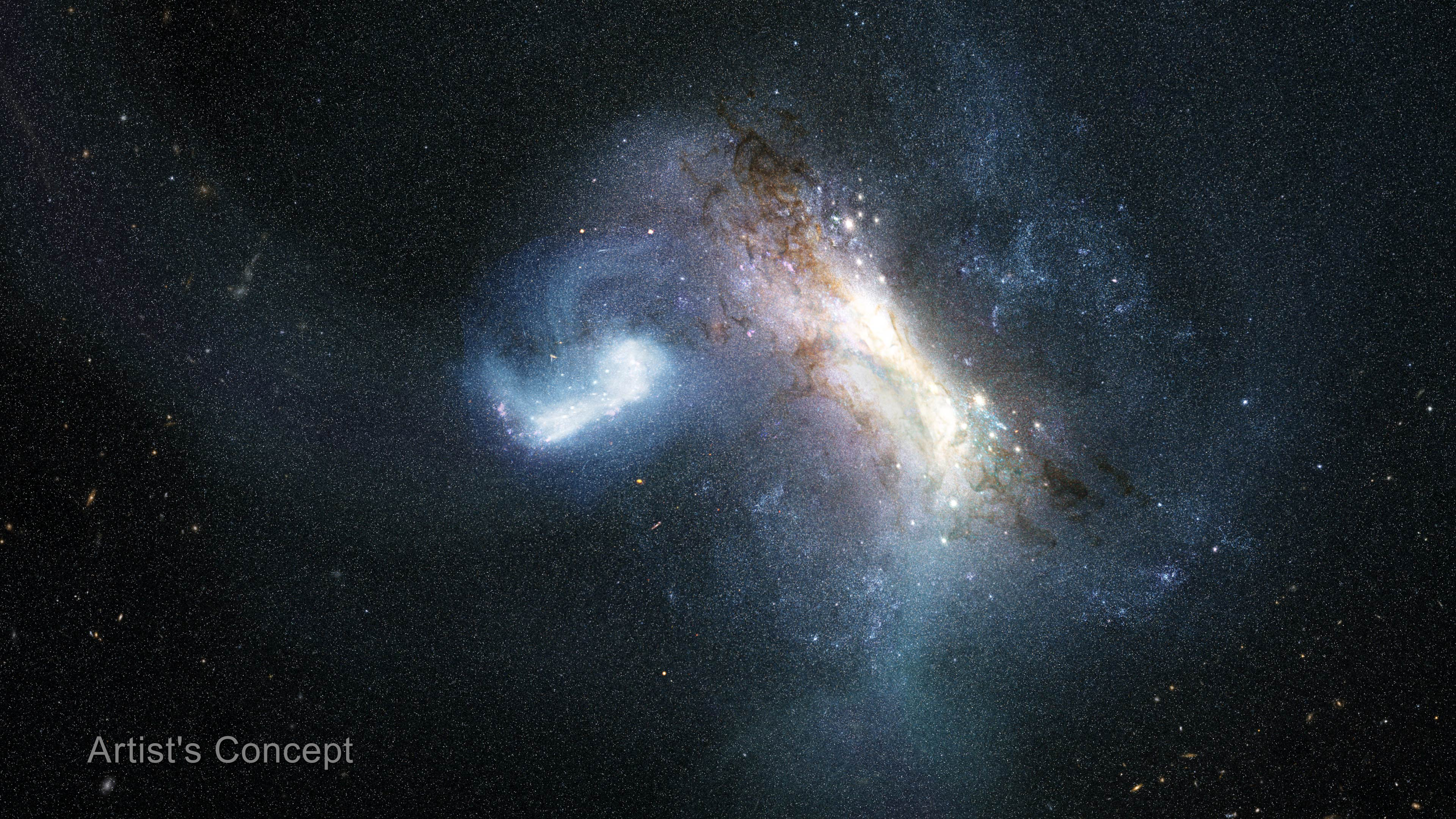 An illustration of two galaxies in the midst of a collision against a dark, star-filled background. The collision takes up the middle third of the illustration. On the right, a larger galaxy is viewed at an angle from 11 ou2019clock to 4 ou2019clock, with a white-yellow core surrounded by mottled brown dust lanes and faint bluish spiral arms. To the left, a smaller, bright blue-white galaxy is stretched into a curved, hook-like shape as gravity distorts it. A broad, glowing bridge of pale blue gas and stars extends off the galaxy at the left, while wispy streams extend above and below the larger galaxy at the right. The words u201cArtistu2019s Conceptu201d appear in the lower left corner.