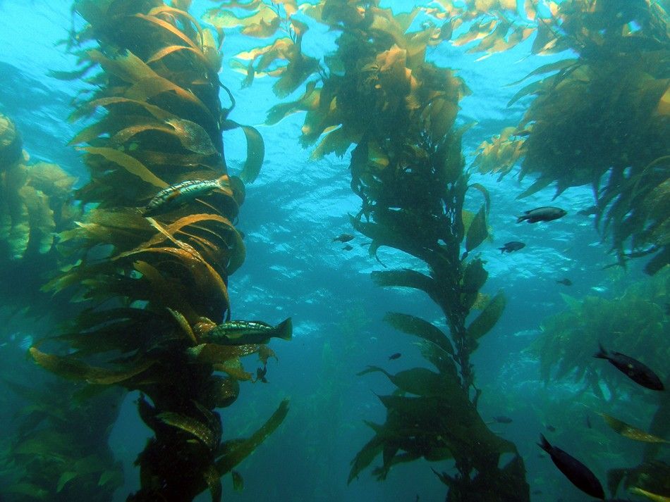 Kelp forest in Santa Barbara Channel.