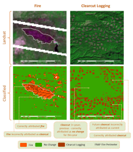 classifications of forest disturbance
