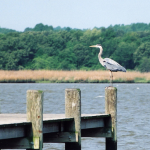 great blue heron