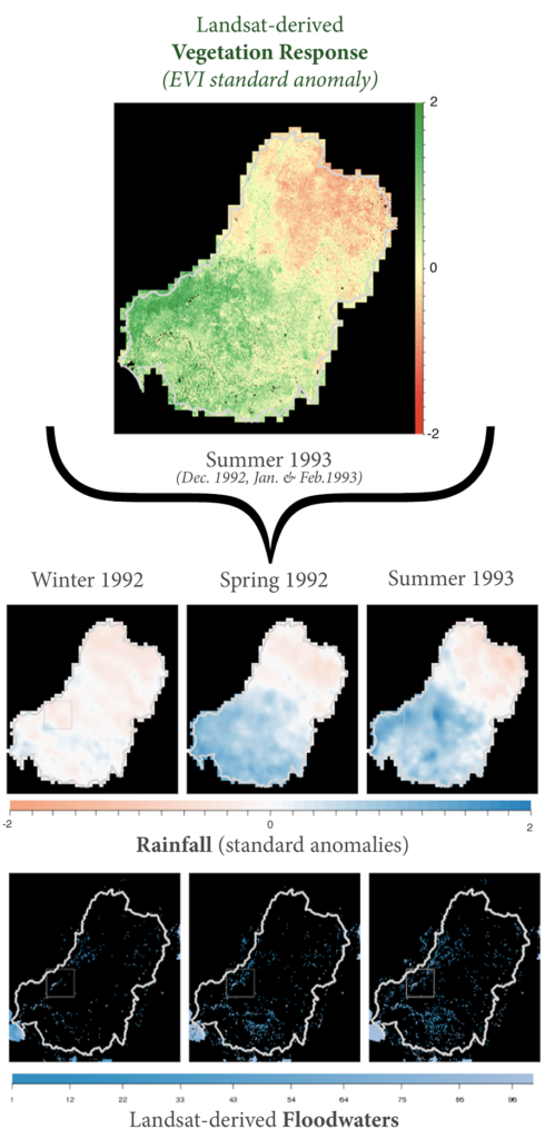 Vegetation response in the Murray-Darling Basin in the summer of 1993