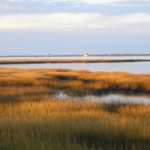 Salt marsh on Assateague Island