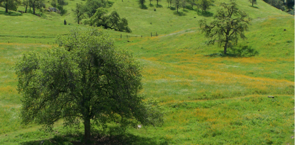 Blue oaks in an open field.