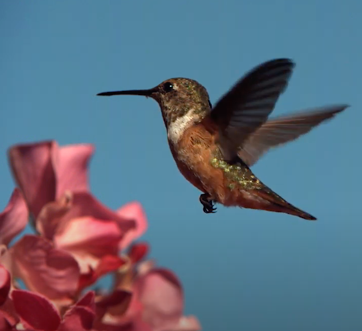 hummingbird photo