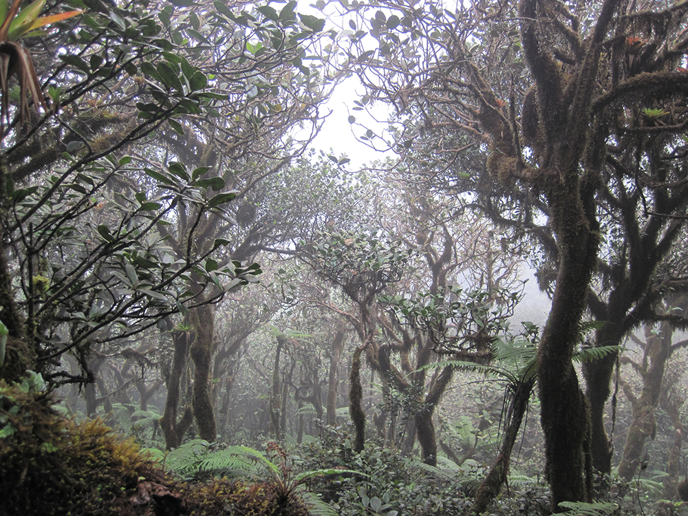 The Elfin cloud forest on top of East Peak in the El Yunque National Forest