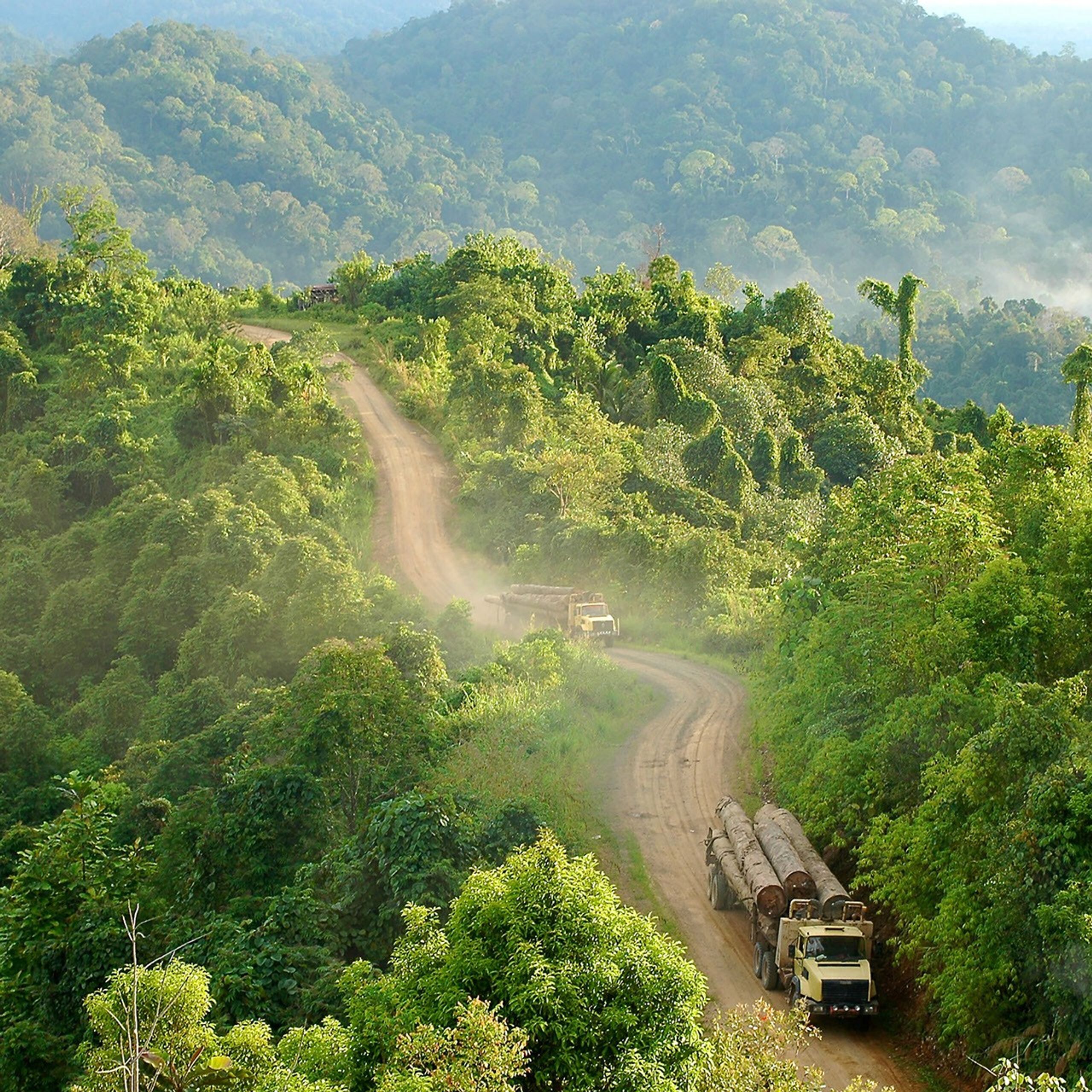 forest management Indonesia image