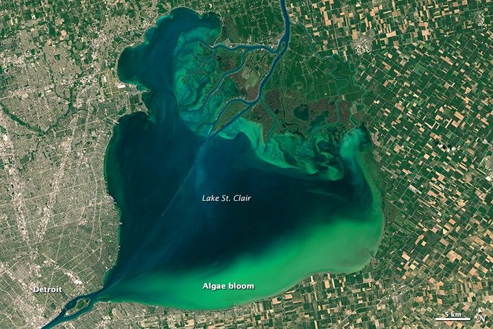 2015 Lake St. Clair algal bloom