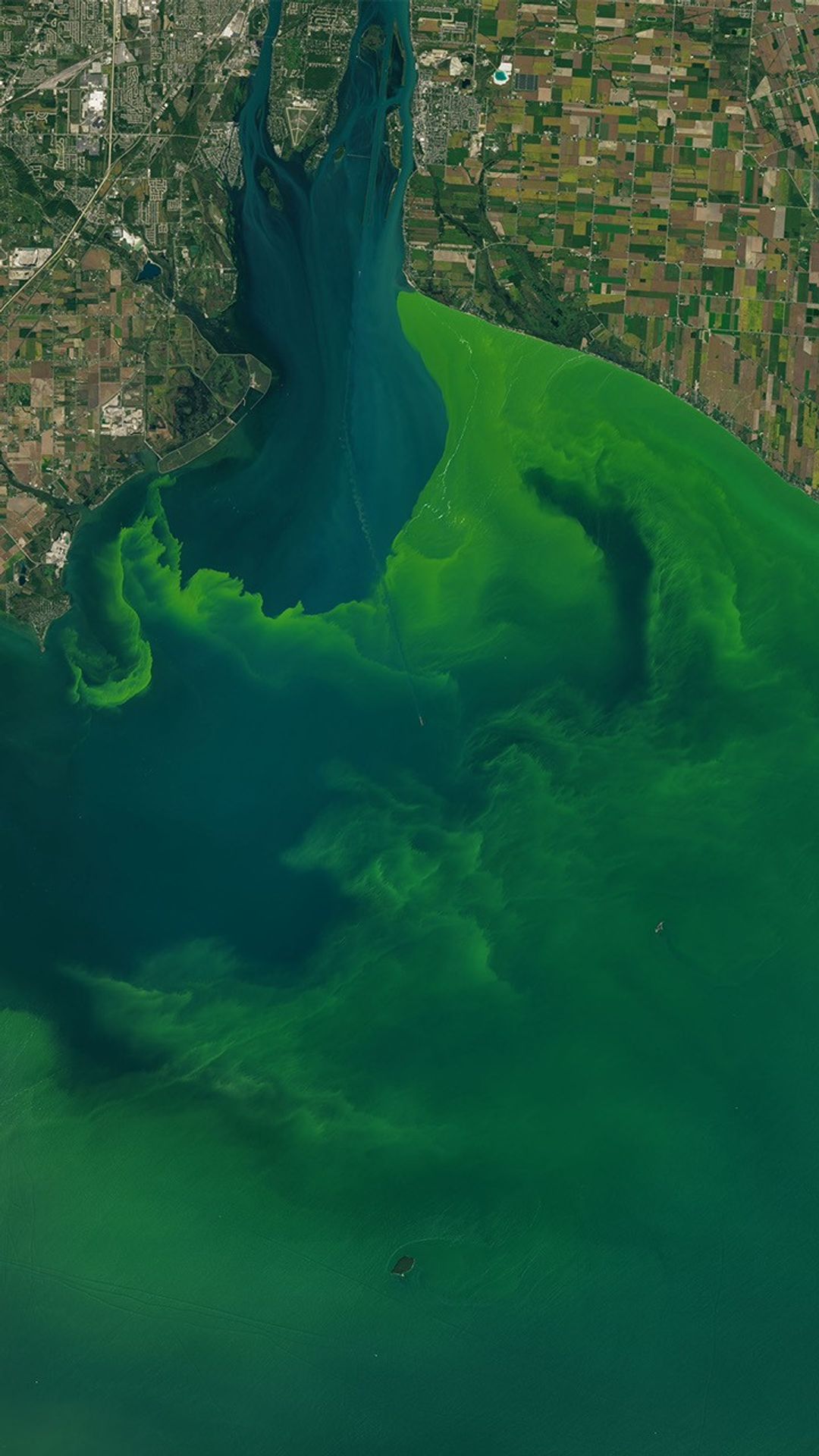 A Landsat satellite image of Lake Erie experience light and dark green blooms of phytoplankton swirling around the image.