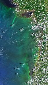 A Landsat satellite image of saturated green and blue algae off the coast of west Florida