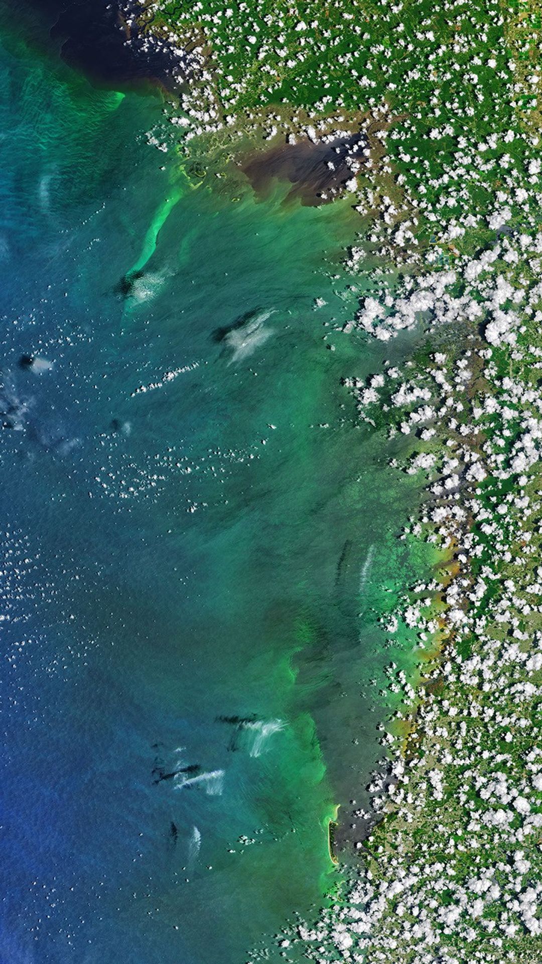 A Landsat satellite image of saturated green and blue algae off the coast of west Florida