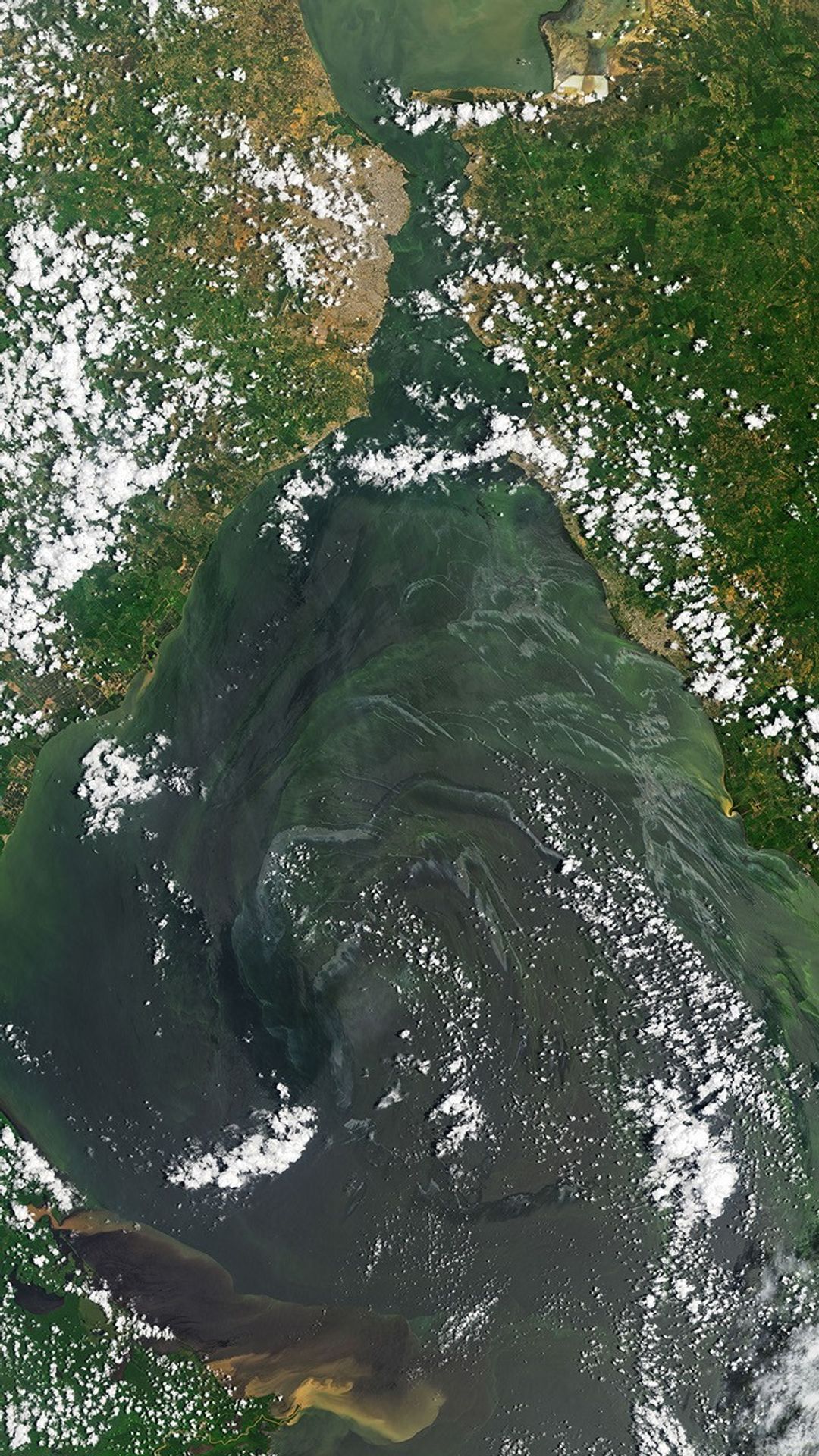 A Landsat satellite image of green and blue harmful algae blooms over water in Venezuela's Lake Maracaibo.