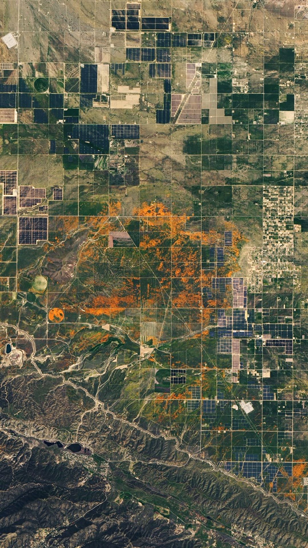 Natural-color Landsat 8 image of poppies in California acquired on April 14, 2020.