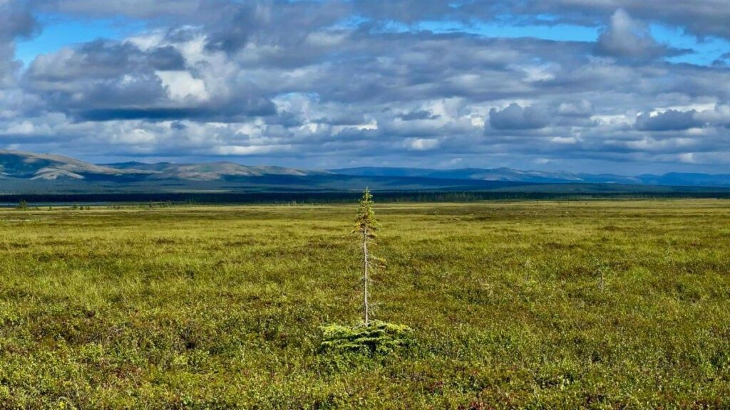 A photograph of a tundra with a single tree in the middle of a green field. Above the horizon, the sky is blue and cloudy.