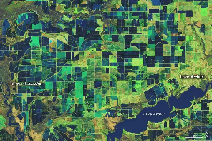 The Landsat 9 satellite captured this false-color image of Louisiana rice fields in February 2023. Dark blue shows flooded areas, while green indicates vegetation. Grid-like levees separate fields pre-planting. Louisiana is the third largest producer of rice in the U.S. Credit: NASA Earth Observatory/ Lauren Dauphin