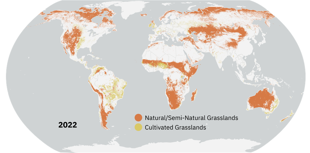 Global map of grasslands in 2022. Orange represents natural grasslands, and yellow represents cultivated grasslands. In certain regions, like the Amazon, cultivated grasslands dominate over natural ones. in others, like the boreal biome, natural grasslands dominate over cultivated.