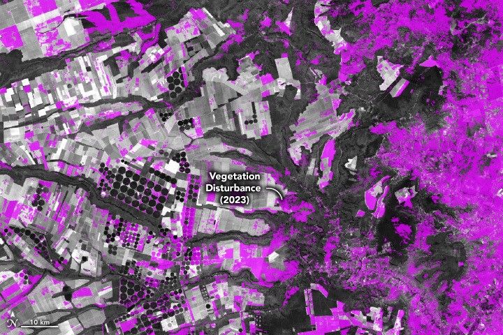 An image of the Brazilian Cerrado shows where vegetation disturbances (purple) were detected in 2023. Areas of purple are scattered throughout the image.