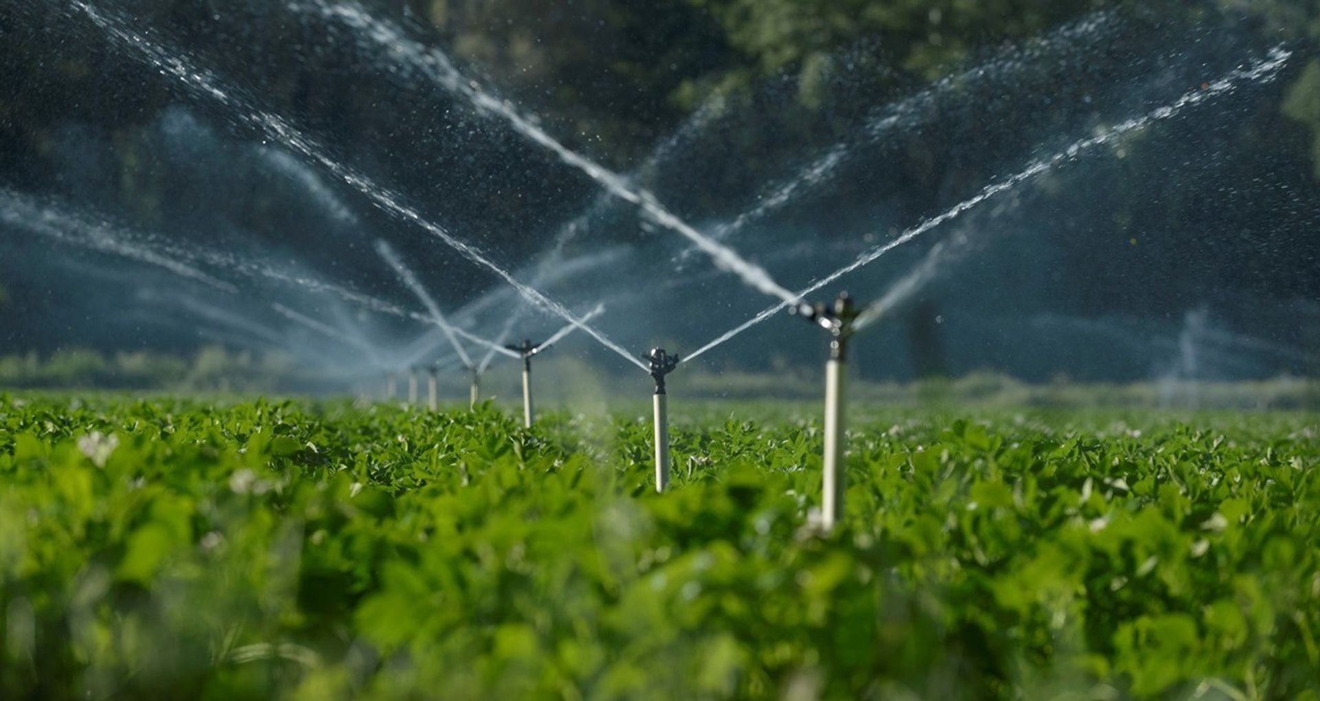 Crop irrigation