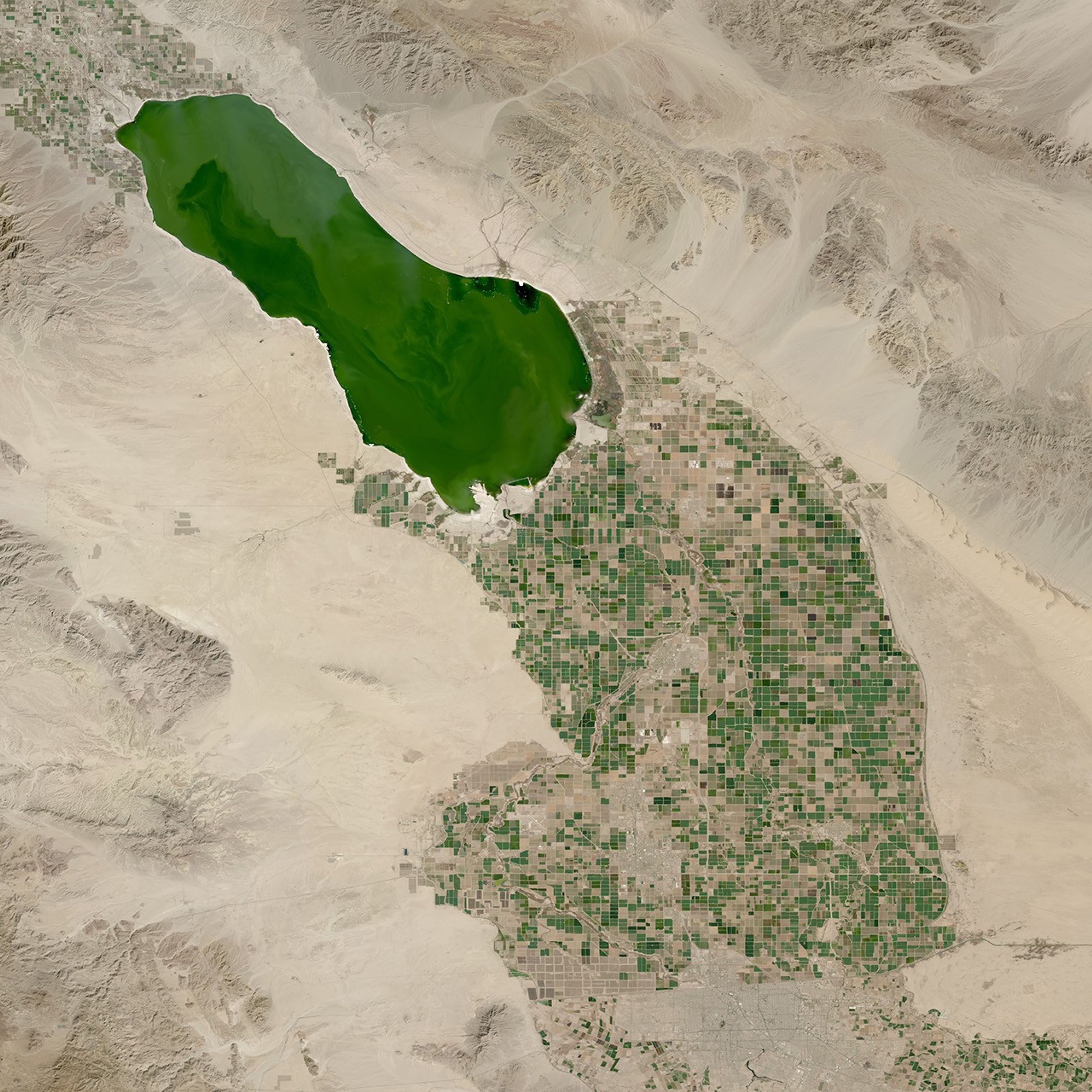 A natural-color HLS image of the Salton Sea in California. The water in the sea is green and is surrounded by tan bare earth. Crop fields below the sea appear as a green and tan patchwork.