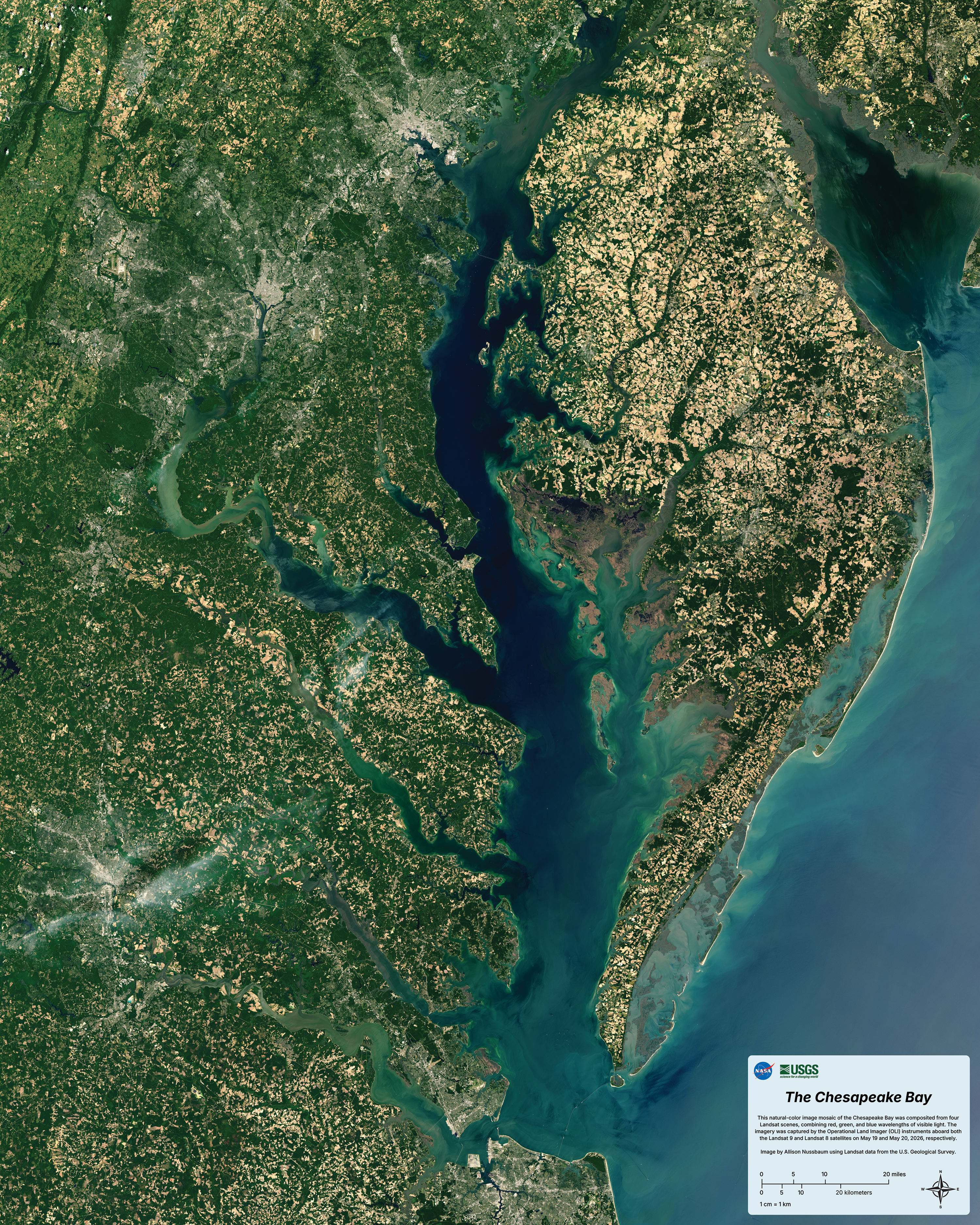 This natural-color image mosaic of the Chesapeake Bay was composited from four Landsat scenes, combining red, green, and blue wavelengths of visible light. The imagery was captured by the Operational Land Imager (OLI) instruments aboard both the Landsat 9 and Landsat 8 satellites on May 19 and May 20, 2026, respectively.