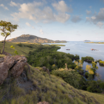 photo of lush woodland and water body