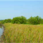 photo of grass and water