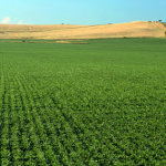 photo of agriculture