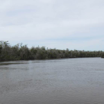 photo of water and woods