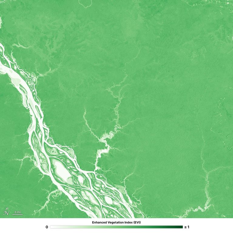 This HLS L30 image from October 29, 2024, showcases the Brazilian Amazon rainforest using the EVI index, spanning from a value of 0 to 1. The forest is green, while the river is white and light green.