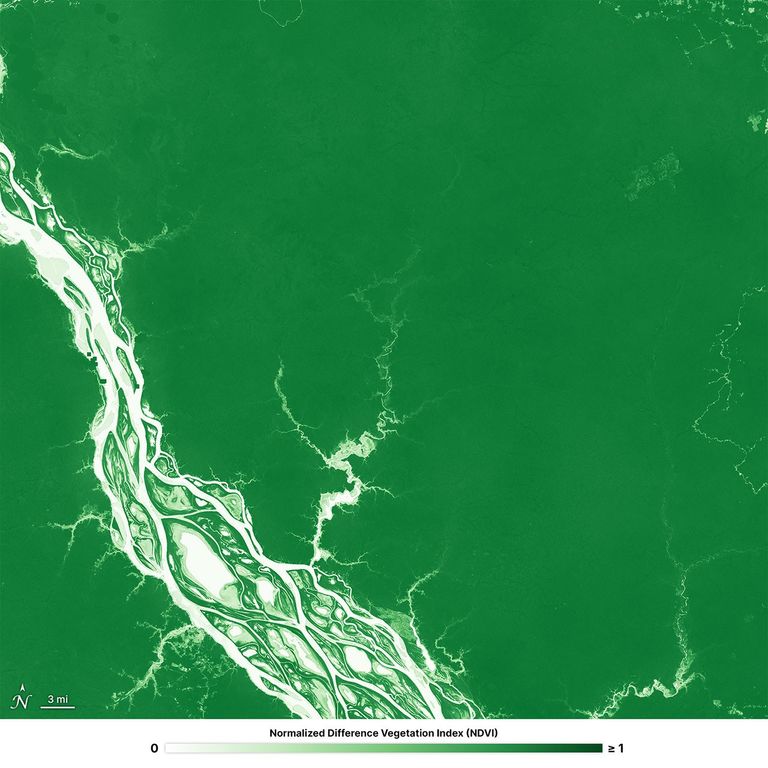This HLS L30 image from October 29, 2024, showcases the Brazilian Amazon rainforest using the NDVI index, spanning from a value of 0 to 1. The forest is dark green, while the river is white and light green.