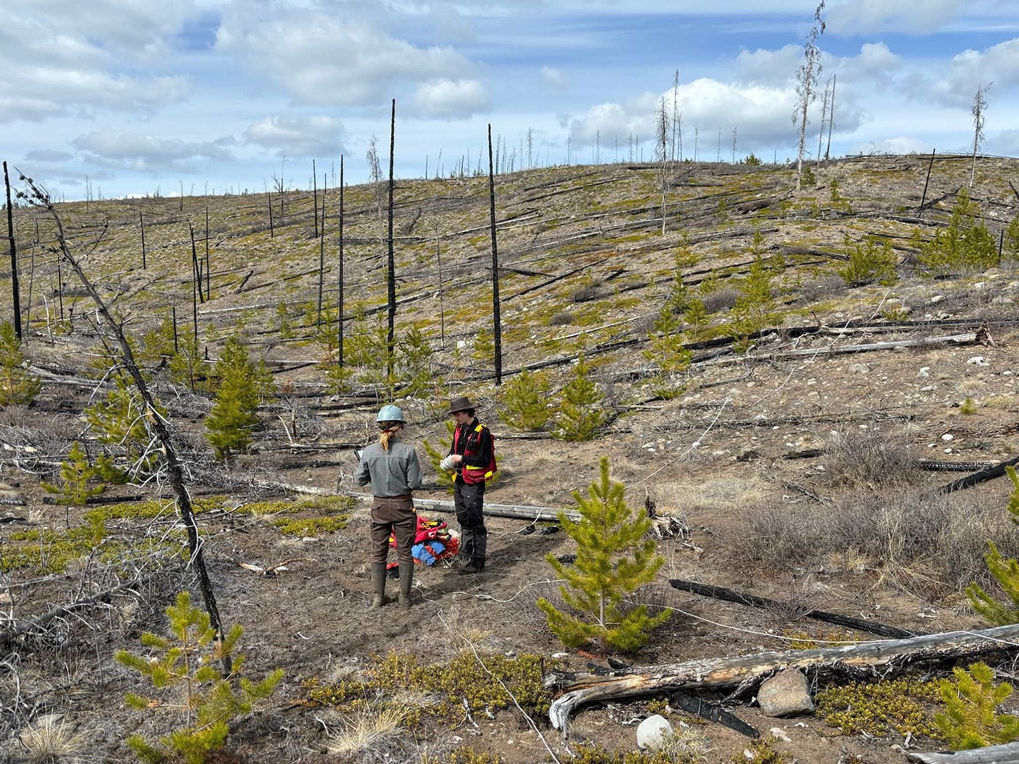 Field researchers Sarah Smith-Tripp and Lukas Olson stand in a high-severity burn with minimal tree cover in central British Columbia. This area burned in the Pelican Lakes Fire in 2015.