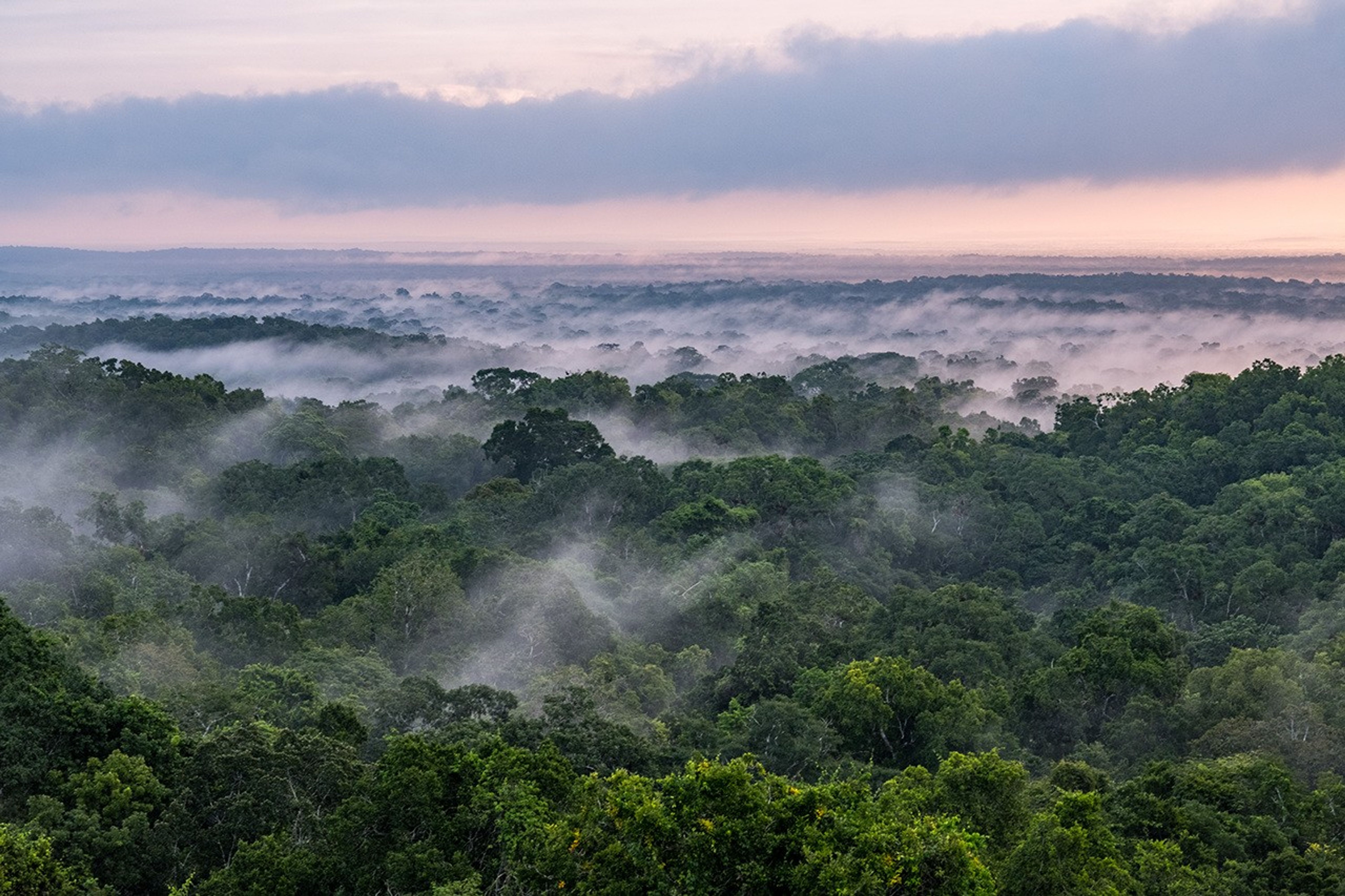 steam rises off the green tree canopy that consumes the entire lower third of this image, obscured in patches by the steam. Above is a light pink sky with a long stretching cloud across the sky. horizon.