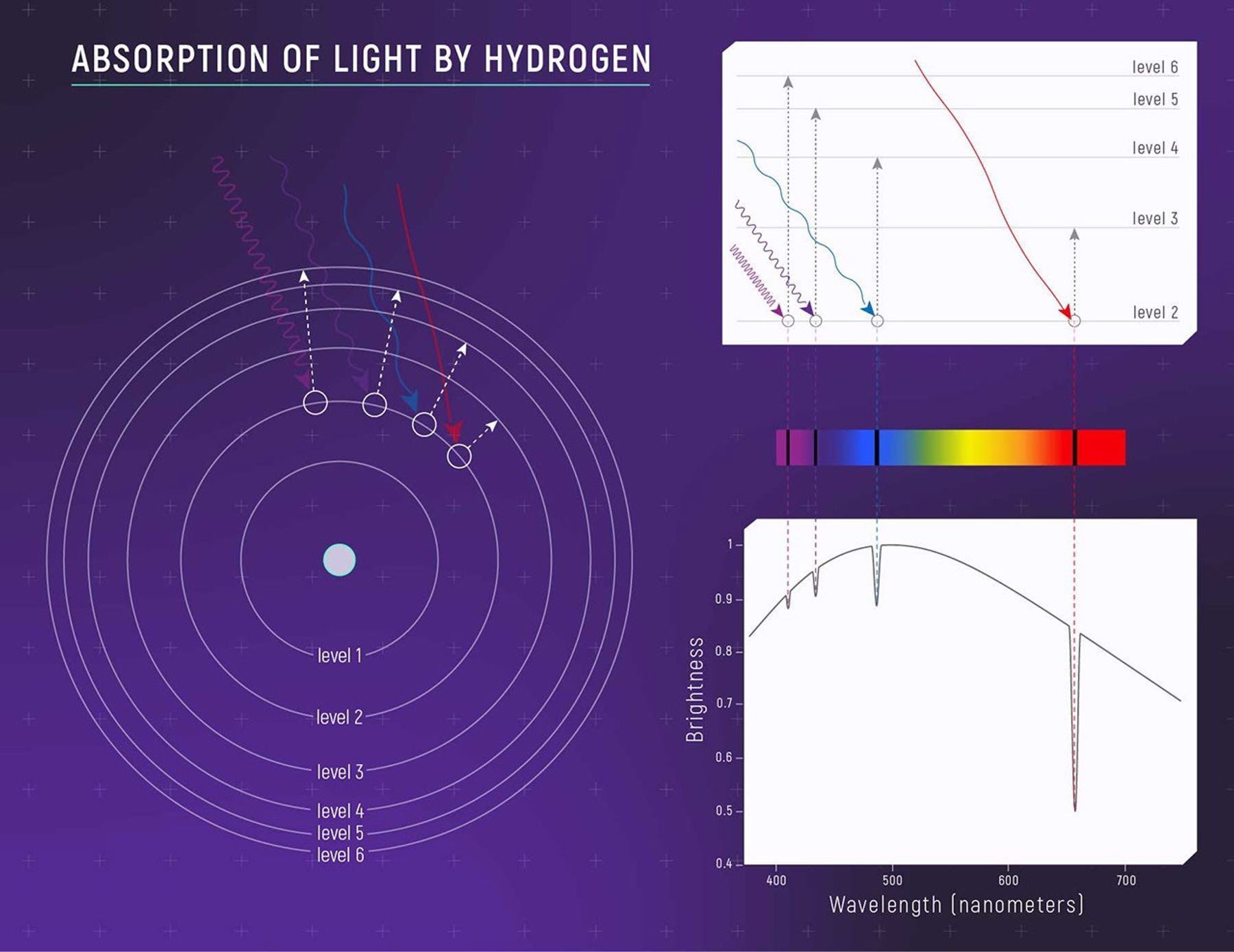 Four-part infographic illustrating the relationship between the wavelength (color) of light absorbed by an electron, the change in energy level of the electron, and the absorption lines in a spectrum. The graphic includes: (1) a simple diagram of a hydrogen atom; (2) a graph showing the relationship between color absorbed and electron jumps; (3) an illustration of the hydrogen absorption spectrum; and (4) a graph of hydrogen’s absorption spectrum. Click View Description for more details.