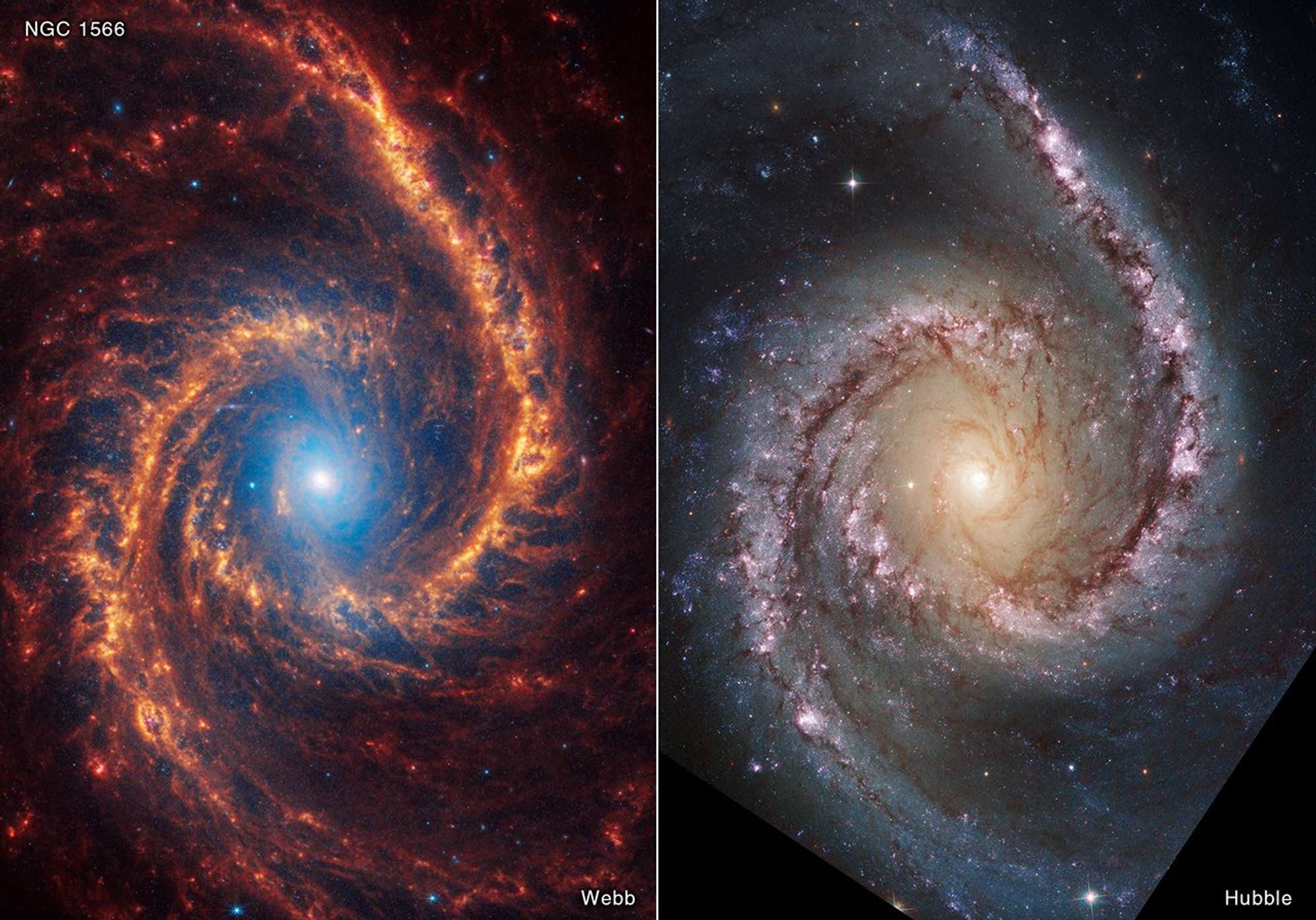 A two-part image, with Webb’s observation at left and Hubble’s at right. Webb’s image of the face-on spiral galaxy NGC 1566 shows a densely populated face-on spiral galaxy anchored by its slightly oval central region, which has a light blue haze of stars that covers about a quarter of the view. Two prominent spiny spiral arms made of stars, gas, and dust also start at the center, within the blue haze, and extend to the edges, rotating counterclockwise. The spiral arms of the galaxy are largely orange, ranging from dark to bright orange. Hubble’s image of NGC 1566 shows a central region that has a light yellow haze of stars that takes up about a quarter of the view. Two prominent, delicate spiral arms start near the center and extend to the edges, rotating counterclockwise. There is brown dust beginning at the center, but as the arms extend outward, brown dust lanes alternate with diffuse lines of bright pink stars. Triangles at the corners are black, where there is no data.