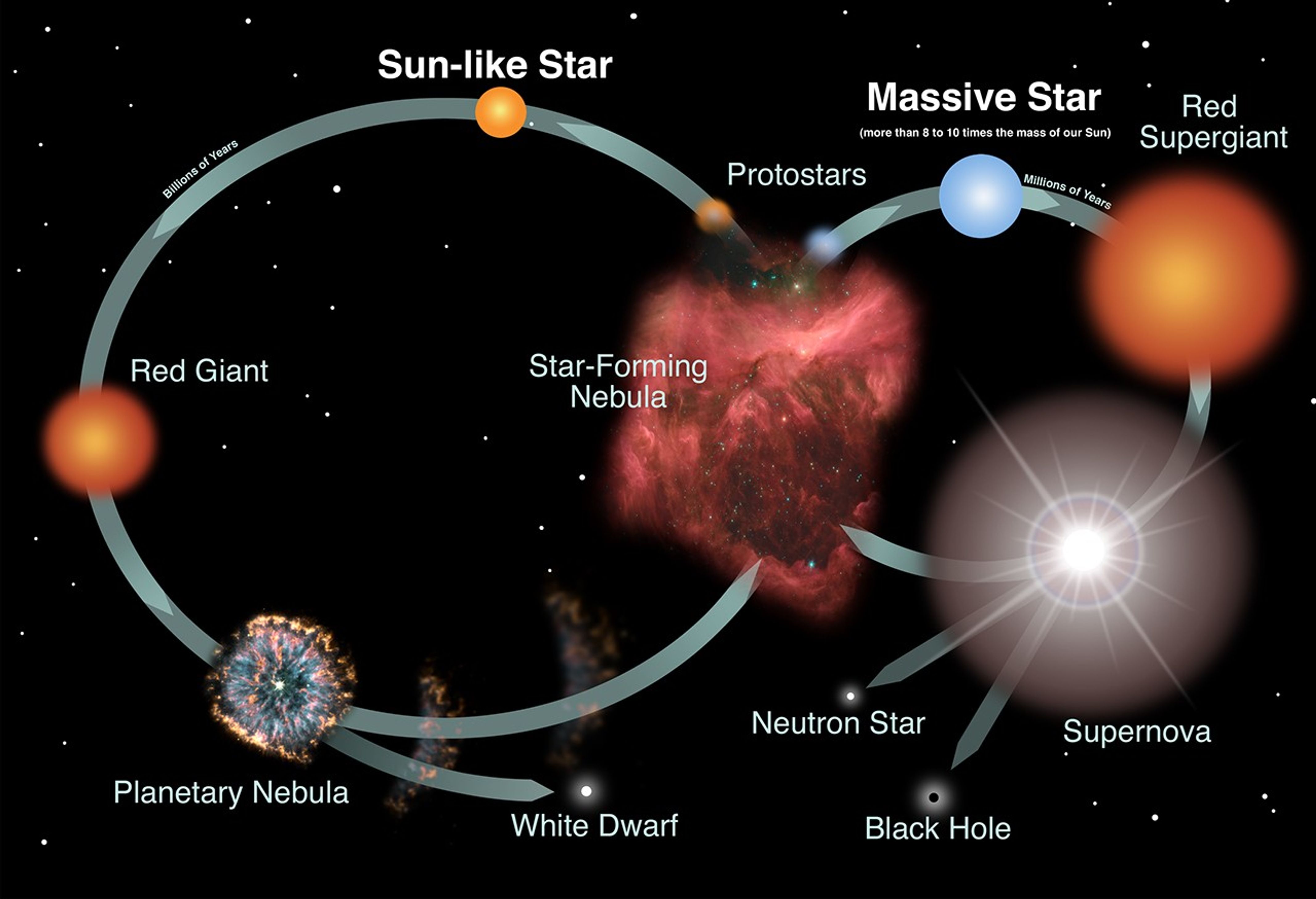 Infographic showing possible paths of the stellar life cycle, with two main pathways: Sun-like Stars (left) and Massive Stars (right). Both paths begin and end with a red cloud labeled "Star-Forming Nebula." The Sun-like Star path runs counterclockwise from "Star-Forming Nebula" in the middle to "Protostars," then "Sun-like Star," then "Red Giant," and then to “Planetary Nebula." Two paths lead off from "Planetary Nebula," one to "White Dwarf" and the other back to "Star-Forming Nebula." The Massive Star path runs clockwise from "Star-Forming Nebula" to "Protostars," then "Massive Star," then "Red Supergiant," and then to "Supernova." Three paths lead off from "Supernova": "Black Hole," "Neutron Star," and "Star-Forming Nebula." The Sun-like Star path is longer than the Massive Star path. Labels along the paths indicate that the time between the formation of a Sun-like star and a Red Giant star is billions of years, and the time between the formation of a massive star and a Red Supergiant is millions of years