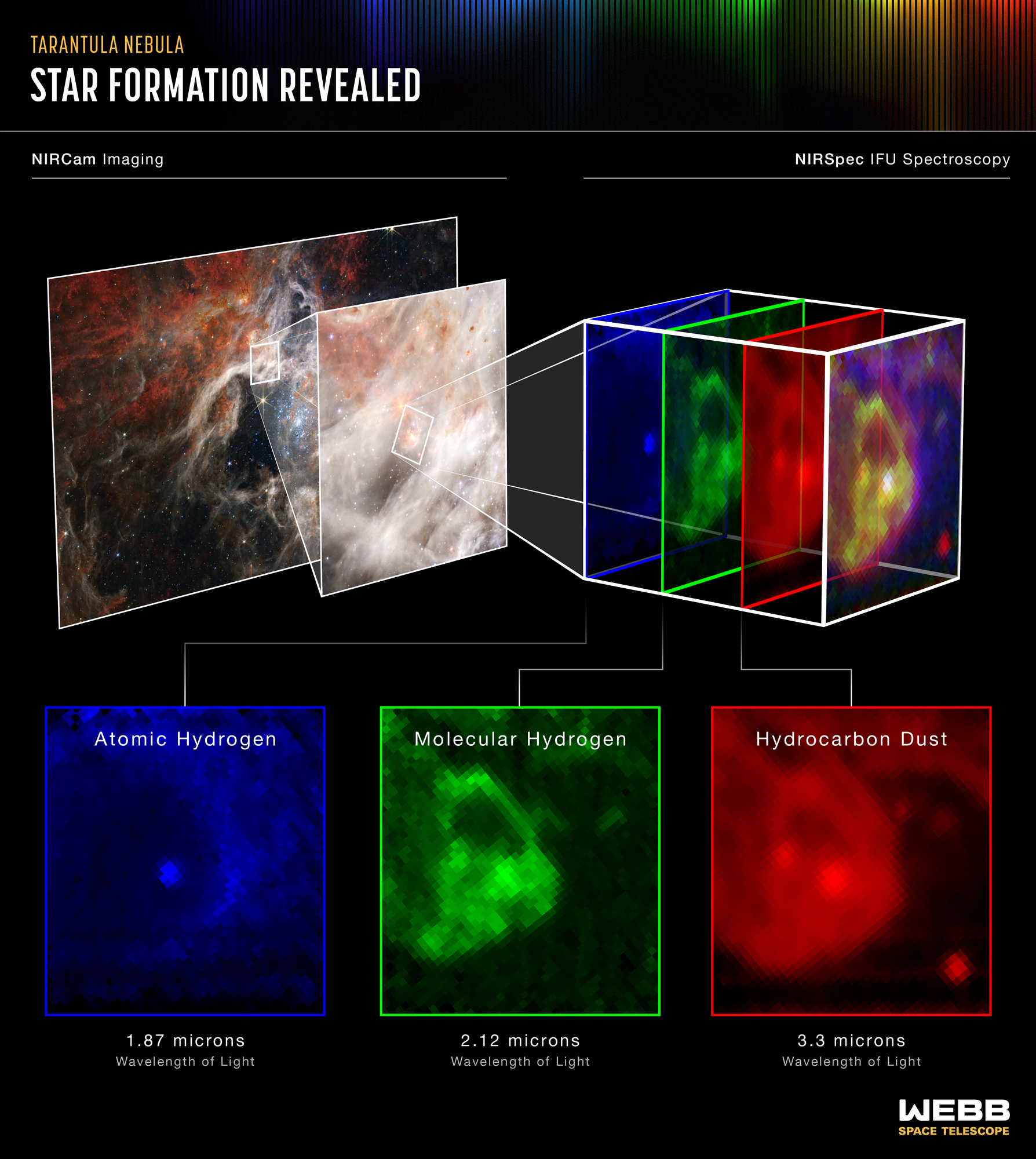 Infographic titled Tarantula Nebula: Star Formation Revealed. Left label NIRCam imaging above near-infrared image of the Tarantula Nebula from Webb telescope. Pop-out from this image to the right zooms in to small bubble area in nebula. Pop-out from this to the right breaks down component colors in a square angled away from viewer: blue, green, red, and combination of all three. Label above color breakdown reads NIRSpec IFU Spectroscopy. Lines lead down from each color breakdown to a pixelated image of the region in a face-on square. Blue labeled atomic hydrogen, caption 1.87 microns wavelength of light. Blue shows a dot in a dark bubble with diffuse blue on the outside of the bubble. Green labeled molecular hydrogen, 2.12 microns wavelength of light. Green shows bubble mostly filled, dark outside of bubble. Red labeled hydrocarbon dust, 3.3 microns wavelength of light. Red shows bubble filled with two bright spots, mostly black outside the bubble, except for one defined red spot.