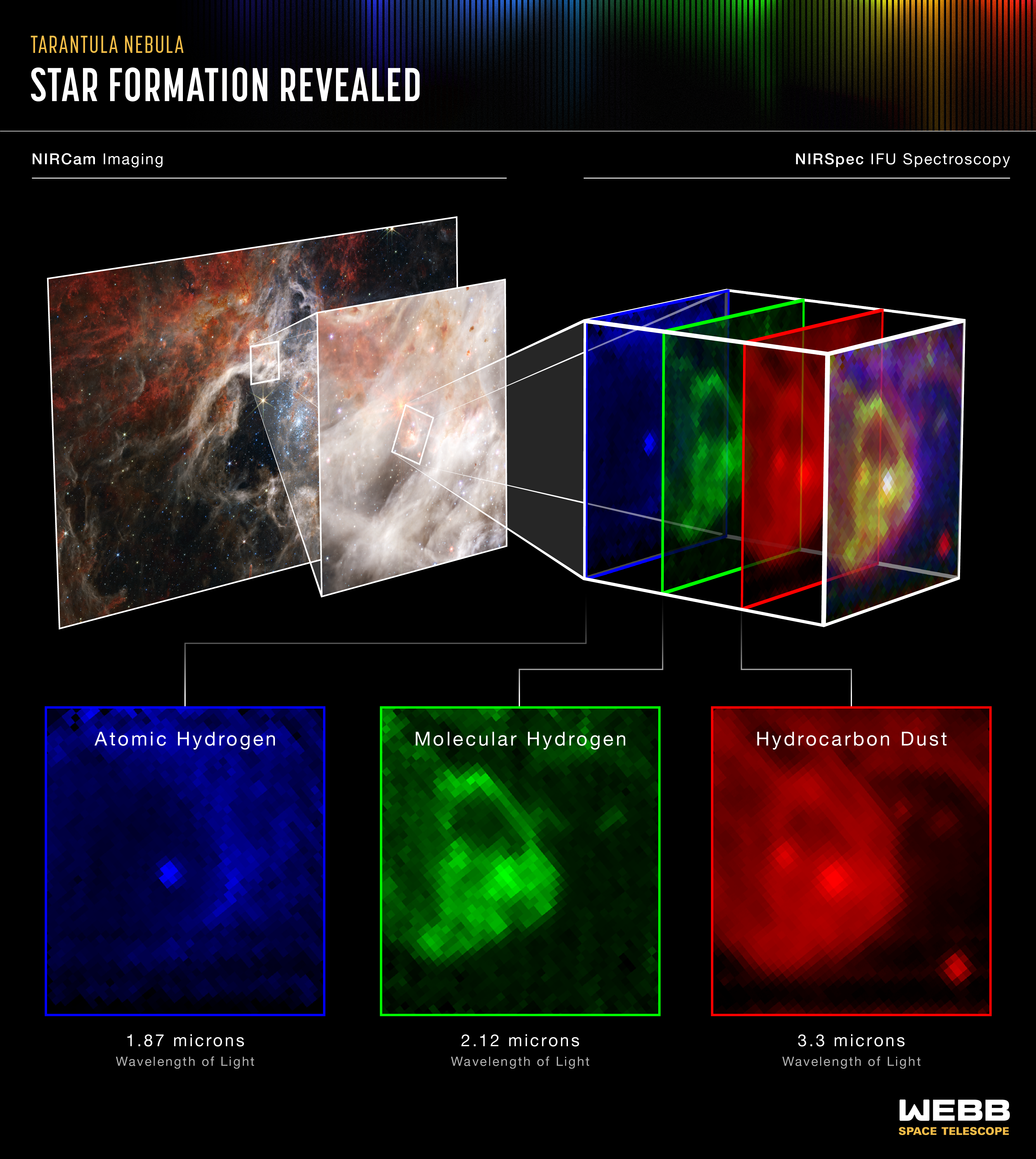 Infographic titled Tarantula Nebula: Star Formation Revealed. Left label NIRCam imaging above near-infrared image of the Tarantula Nebula from Webb telescope. Pop-out from this image to the right zooms in to small bubble area in nebula. Pop-out from this to the right breaks down component colors in a square angled away from viewer: blue, green, red, and combination of all three. Label above color breakdown reads NIRSpec IFU Spectroscopy. Lines lead down from each color breakdown to a pixelated image of the region in a face-on square. Blue labeled atomic hydrogen, caption 1.87 microns wavelength of light. Blue shows a dot in a dark bubble with diffuse blue on the outside of the bubble. Green labeled molecular hydrogen, 2.12 microns wavelength of light. Green shows bubble mostly filled, dark outside of bubble. Red labeled hydrocarbon dust, 3.3 microns wavelength of light. Red shows bubble filled with two bright spots, mostly black outside the bubble, except for one defined red spot.