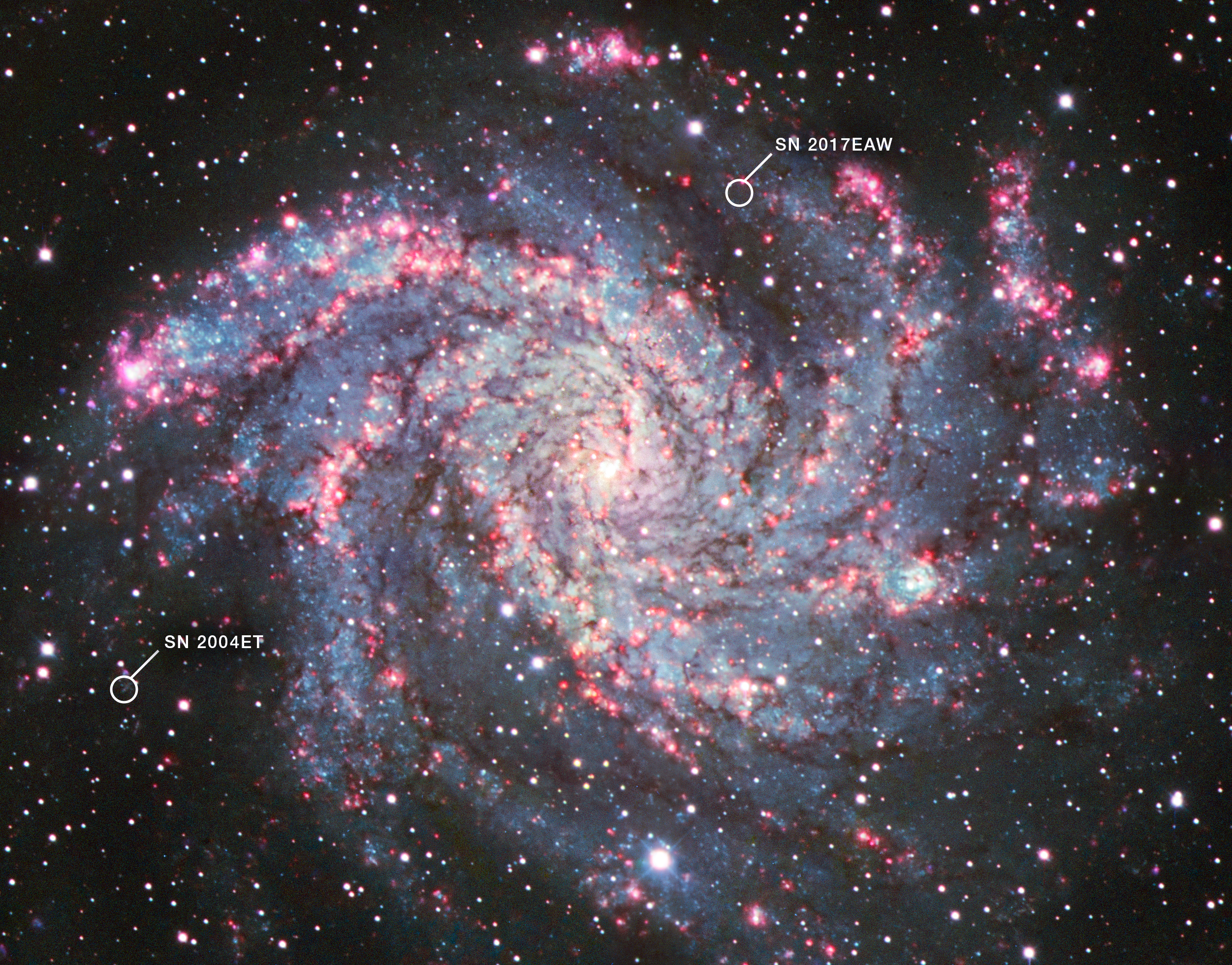 A large galaxy takes up the entirety of the image. The galaxy has a bright white core, and several large spiral arms extending out from that core. The arms are light blue with many pink speckles and clumps littering the arms. The background surrounding the galaxy is also filled with a smattering of white and pink dots. At the bottom left of the image, there is a small white circle and line extending out from it with the label SN 2004et. At the upper left center of the image, there is another small white circle with a line extending out from it labeled SN 2017eaw. These labels are used to show where the supernovae are located in the context of the galaxy.
