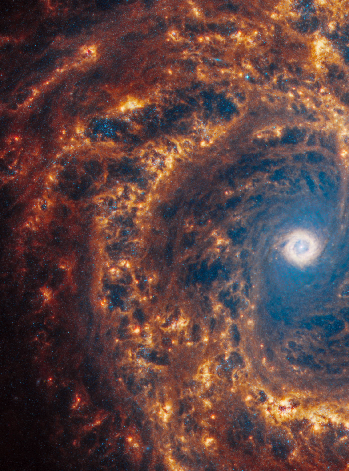 Webb’s image of NGC 4303 shows a portion of the face-on spiral galaxy anchored by its central region, which is located at far right, midway down. Darker, more diffuse orange arms spiral away counterclockwise.