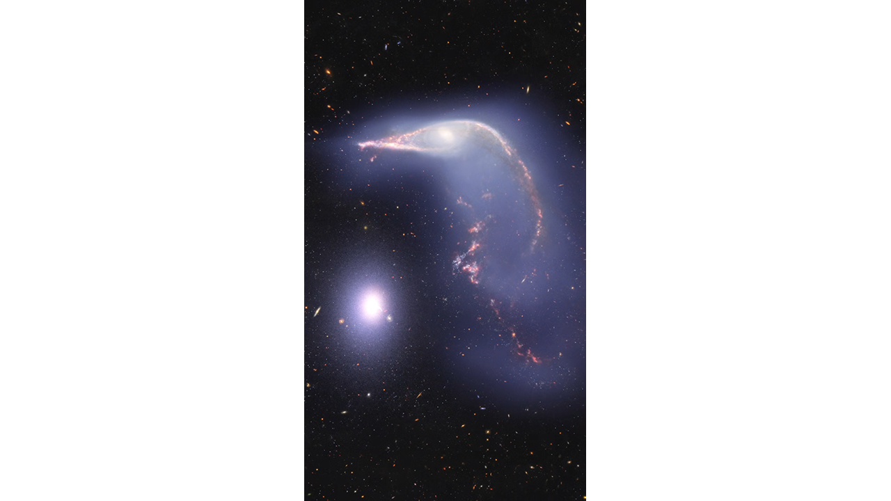 A visualization of Arp 142, two interacting galaxies, observed in near-infrared light. At left is NGC 2937, nicknamed the Egg. Its center is the brighter and whiter. At right and above is NGC 2936, nicknamed the Penguin. Its beak-like region points leftward, above the Egg. Where the eye would be is a small, opaque white central bulge. The Penguin’s distorted arms form the bird’s beak, back, and tail, the outlines of which are pink. The tail is wide and layered, like a beta fish’s tail. A semi-transparent blue hue traces the Penguin and extends from the galaxy, creating an upside-down U over top of both galaxies. The entire black background is filled with tiny, much more distant galaxies.