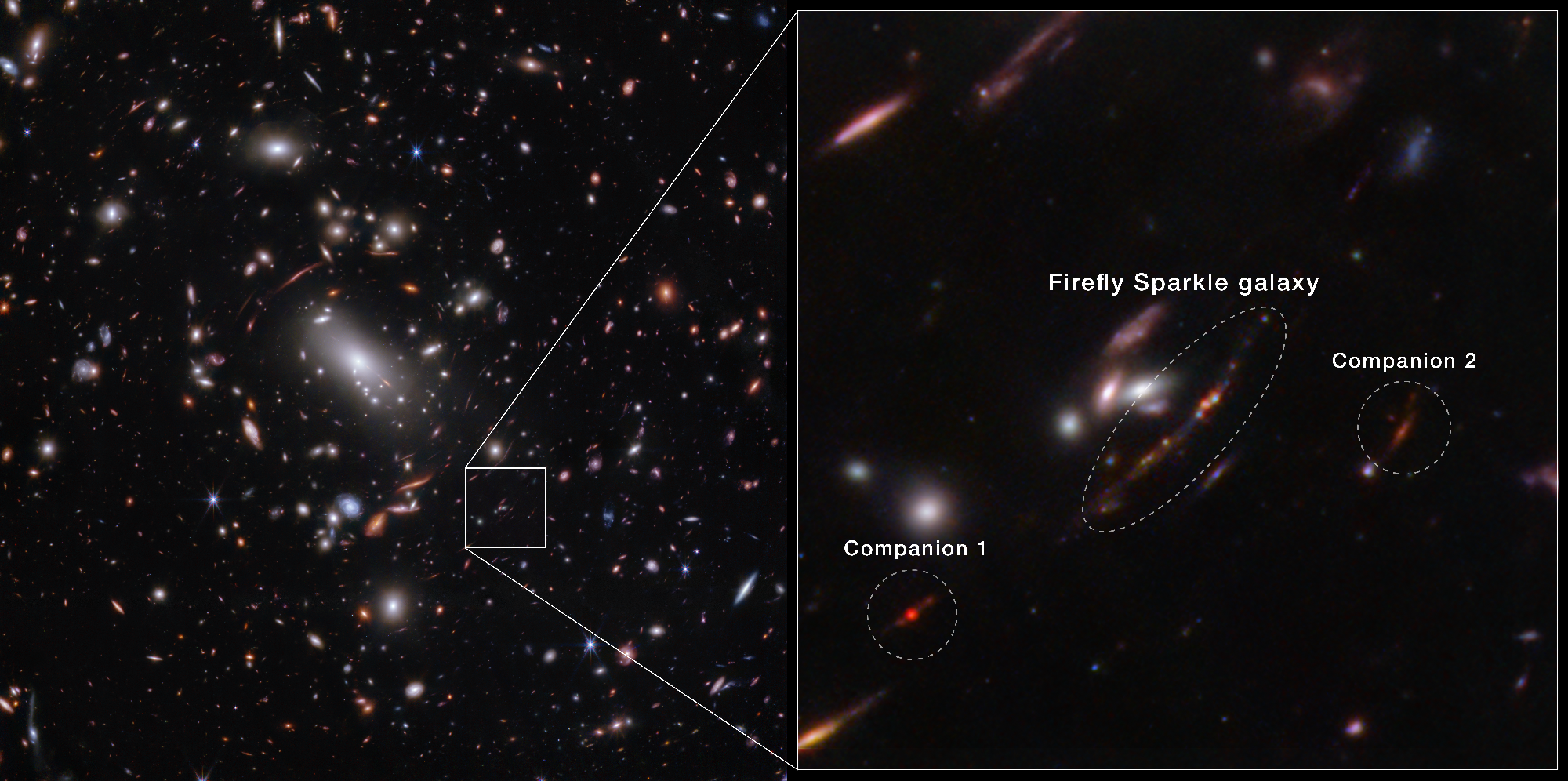 A frame split horizontally down the middle. At left is a galaxy cluster and background galaxies, showing thousands of overlapping objects at various distances. The background is black. The galaxies’ colors vary, including white, pink, orange, and blue. Most galaxies appear as ovals or dots. Just above center is a bright white oversized oval, a supergiant elliptical galaxy. Around it are many thin, long orange or pink arcs. These are background galaxies that appear stretched and distorted. To the bottom right is the outline of a small box. On the right side is a zoomed in view of this area. There are two smaller circular outlines flanking a larger central oval outline, labeled Firefly Sparkle galaxy. Within it is a long line, pointing from bottom left to top right with 10 circular star clusters in pink, purple, and blue. The circled galaxy to the bottom left is labeled Companion 1 and looks like a bright red dot. At top right, the circled galaxy labeled Companion 2 is lighter red and surrounded by a red disk.