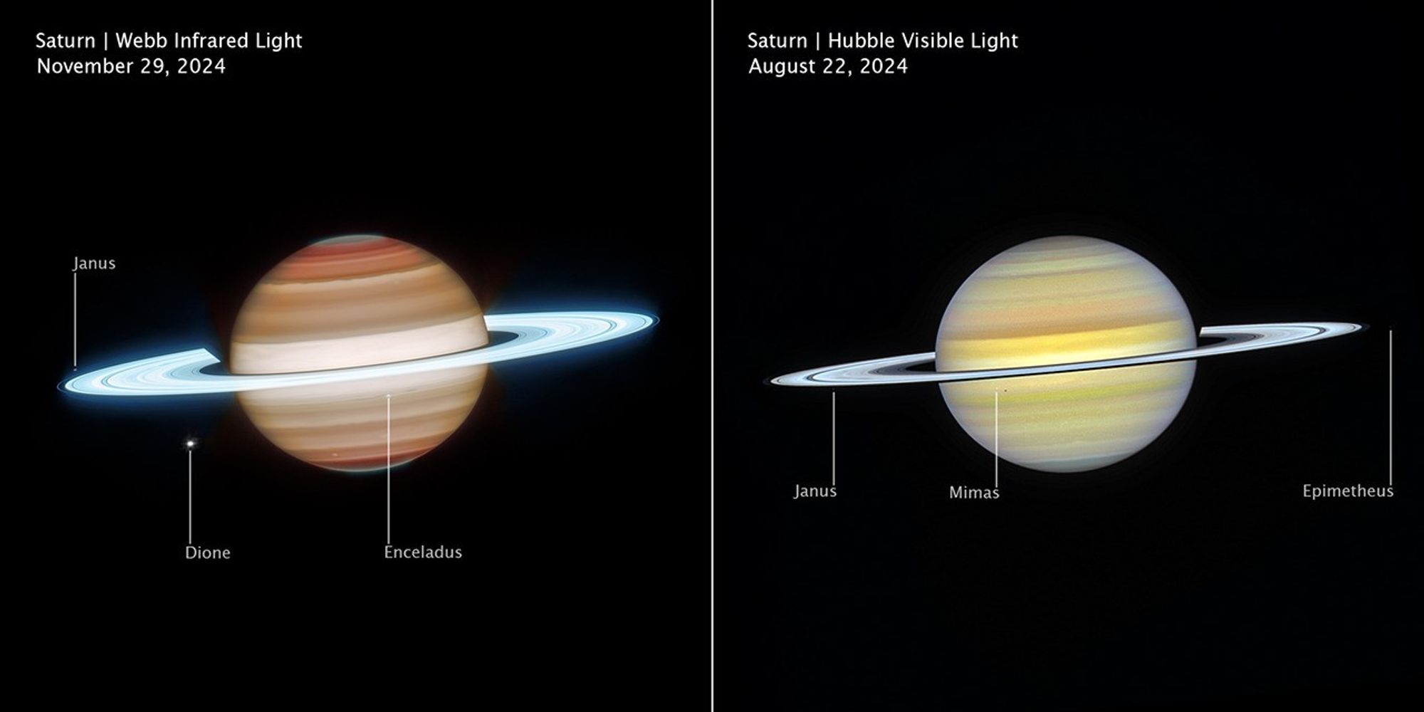 Side-by-side comparison of Saturn observed at different wavelengths and times show how differently it appears in infrared, on the left, versus visible light, on the right. Left image is labeled Saturn, Webb Infrared Light, November 29, 2024. Right image is labeled Saturn, Hubble Visible Light, August 22, 2024.
In infrared, Saturn has horizontal bands, with bands at the north and south poles appearing darker orange and lightening to tan as they approach the equator. The north and south poles glow a greenish-grey. The rings appear in an icy neon white. White dots, representing several of Saturn’s moons, are labeled Janus, Dione, and Enceladus.
In visible, Saturn’s horizontal bands appear pale yellow, with some bands towards the north and south pole having a light blue hue. The rings appear bright white, glowing slightly less than Webb’s infrared image. White dots, representing several of Saturn’s moons, are labeled Janus, Mimas, and Epimetheus.