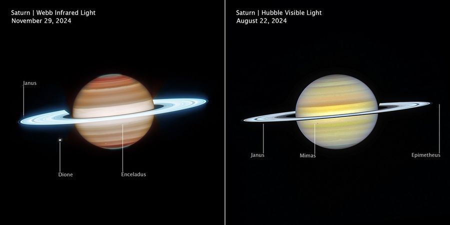 Side-by-side comparison of Saturn observed at different wavelengths and times show how differently it appears in infrared, on the left, versus visible light, on the right. Left image is labeled Saturn, Webb Infrared Light, November 29, 2024. Right image is labeled Saturn, Hubble Visible Light, August 22, 2024.
In infrared, Saturn has horizontal bands, with bands at the north and south poles appearing darker orange and lightening to tan as they approach the equator. The north and south poles glow a greenish-grey. The rings appear in an icy neon white. White dots, representing several of Saturn’s moons, are labeled Janus, Dione, and Enceladus.
In visible, Saturn’s horizontal bands appear pale yellow, with some bands towards the north and south pole having a light blue hue. The rings appear bright white, glowing slightly less than Webb’s infrared image. White dots, representing several of Saturn’s moons, are labeled Janus, Mimas, and Epimetheus.