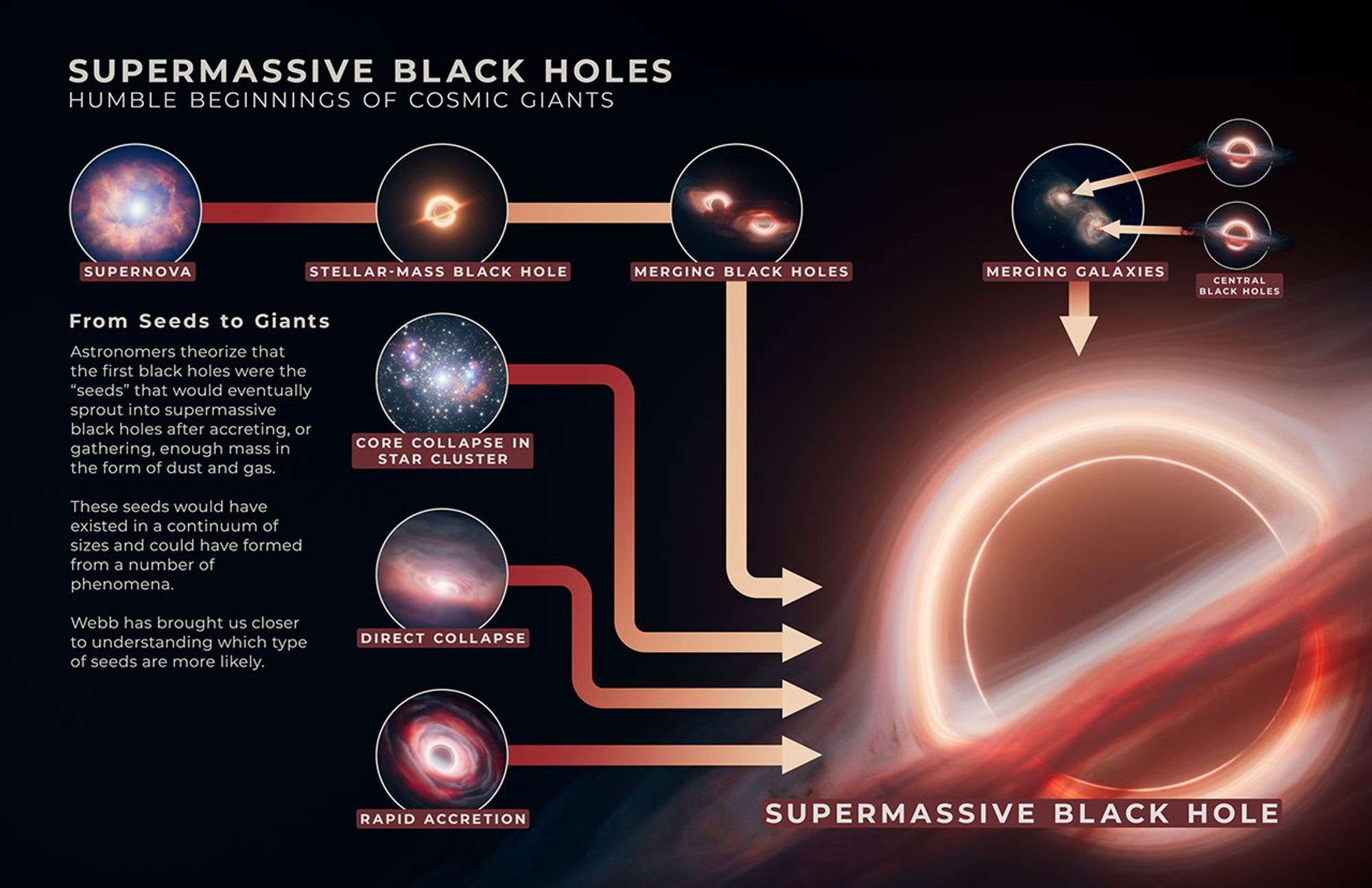 Infographic titled “Supermassive Black Holes, Humble Beginnings of Cosmic Giants.” There are several rows of images and illustrations that represent ways that black holes can form and eventually become supermassive black holes.
