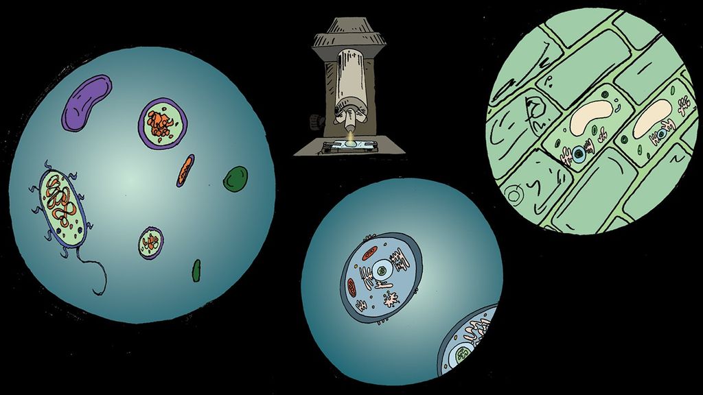 Portrait photo of Three comic-style circles in a black background with various shapes and styles of living unicellular microorganisms, some with flagellae, and a microscope in the center top. Circle on the right shows rectangular plant cells lined up as if magnified under a microscope.
