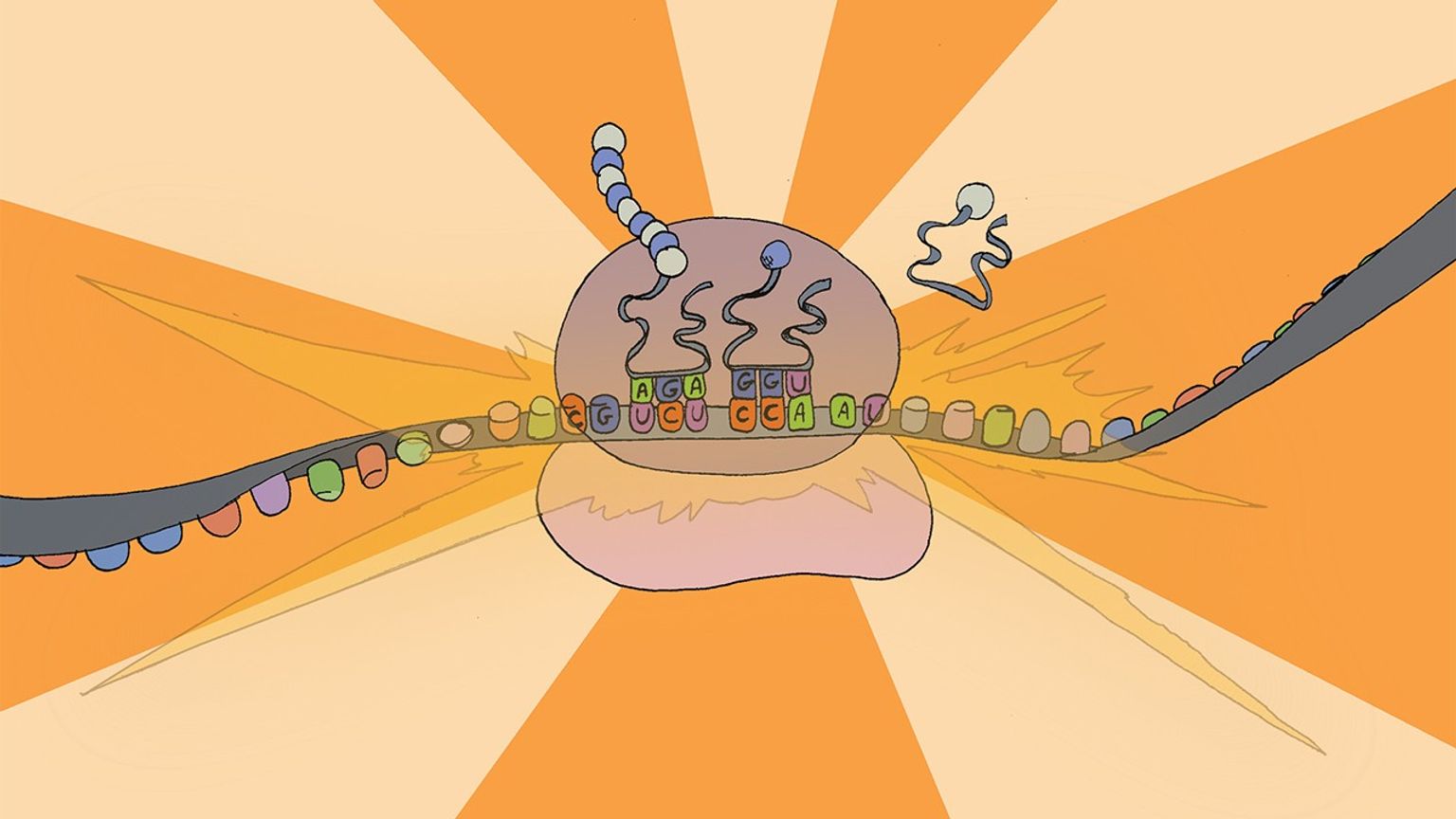 Comic-style illustration showing a ribosome translating an mRNA strand, with labeled nucleotide sequences and emerging protein chains. Background is dark and light shades of orange rays spreading from the center of the strand. 