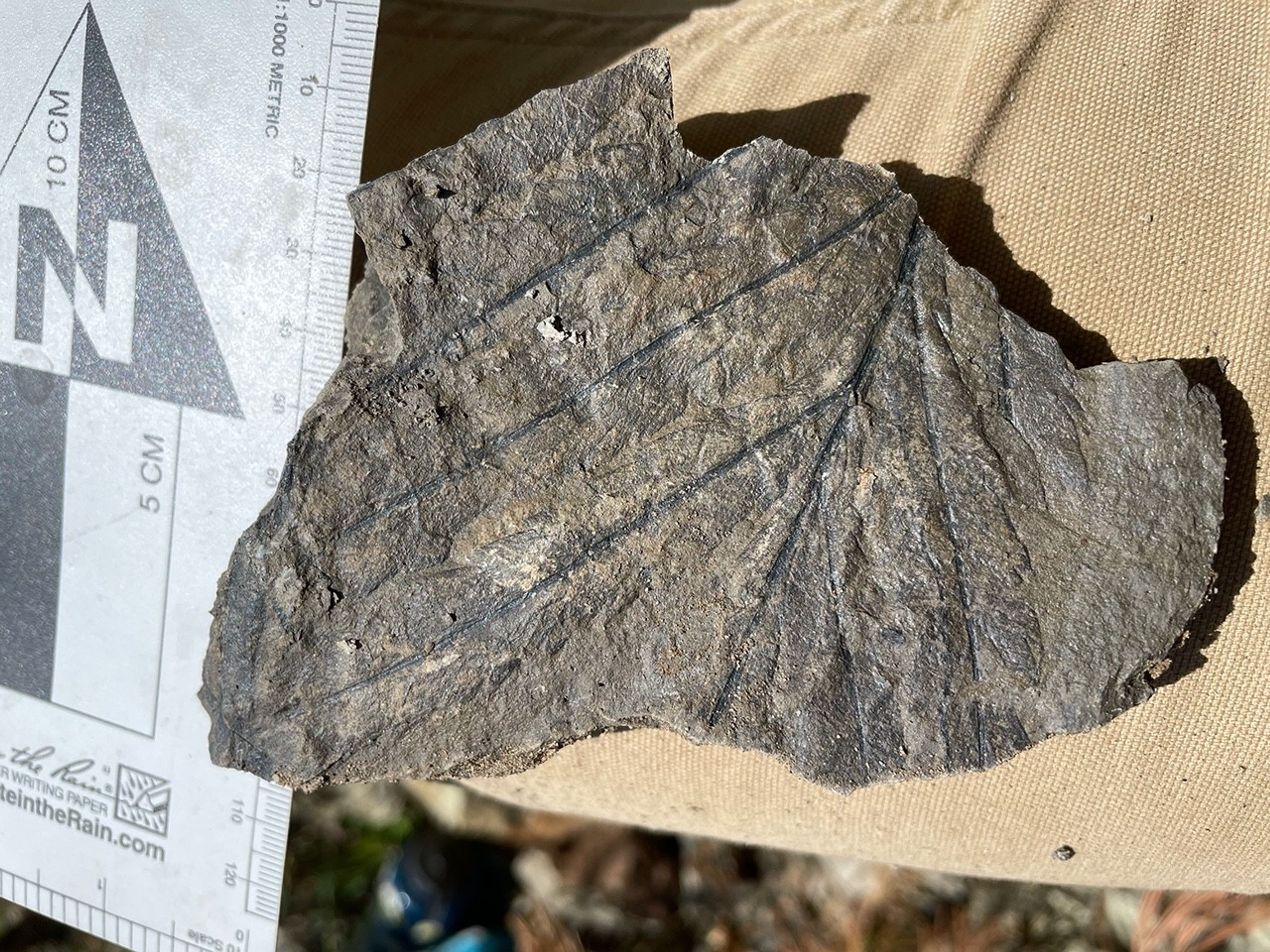 A close up of a fossilized fern. The branching leaves can be seen preserved in the rock.